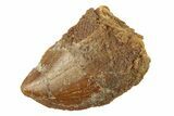 Bargain, Juvenile Carcharodontosaurus Tooth #268751-1